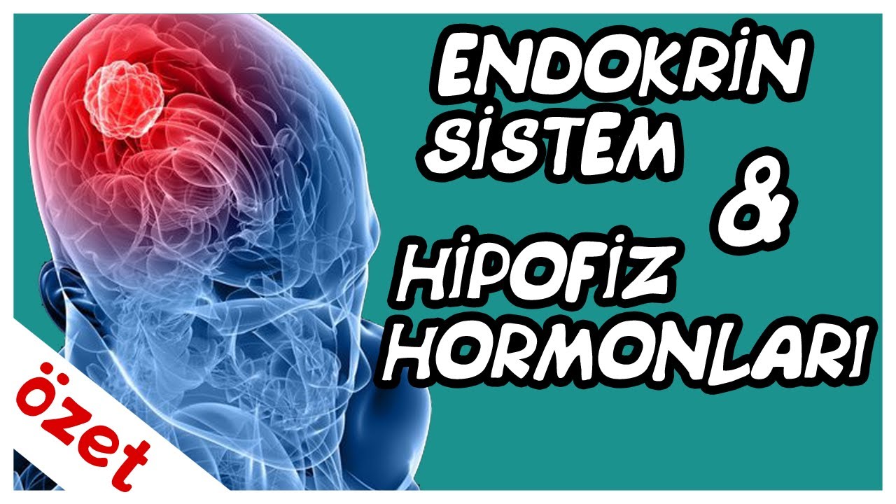 Endokrin Sistem / Hipofiz Hormonları Özet / AYT Biyoloji